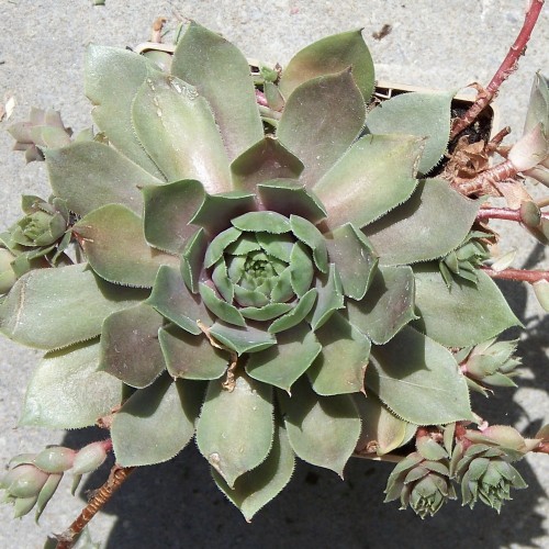 Sempervivum 'Silverine' - Mägisibul 'Silverine'